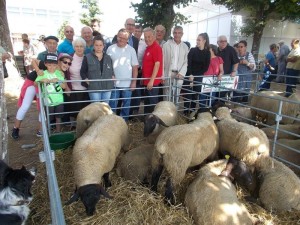 A droite le chien du berger garde les moutons.