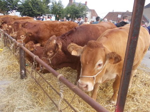 PAMARES FOIRE ST BENOIT