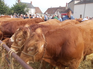 Beaucoup de monde et beaucoup d'animaux sur la foire.