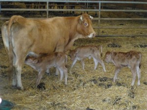 La mère vache et sa surprenante progéniture.